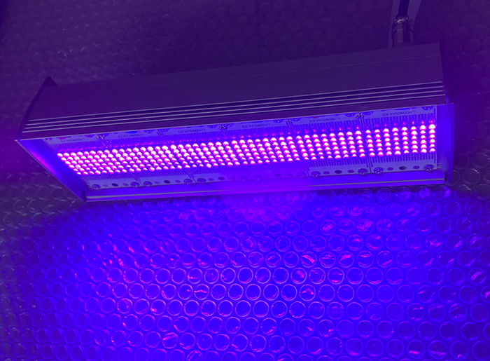 LED UV灯